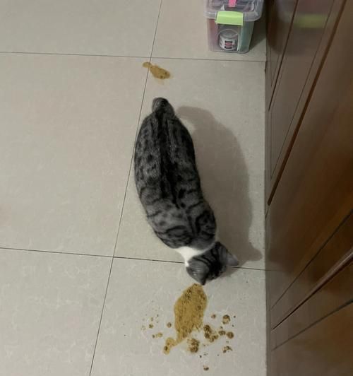 猫咪换粮后吐清水是正常现象吗？换粮期间应注意什么？