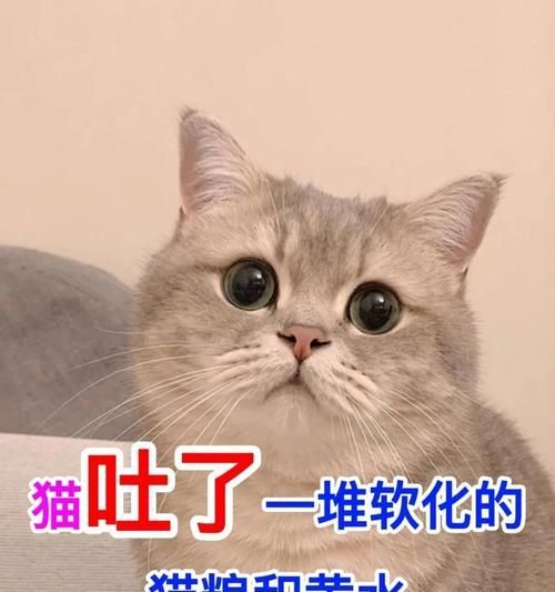 猫咪换粮后吐清水是正常现象吗？换粮期间应注意什么？