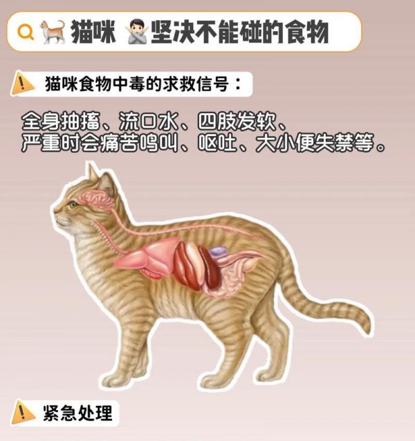猫为何不宜吃肉粉粮？