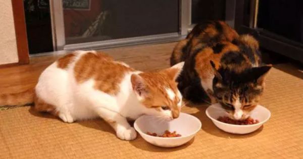 猫粮应该怎么选？猫咪年龄很关键！