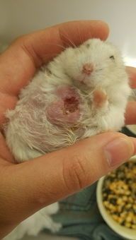 仓鼠手肿化脓是何原因？