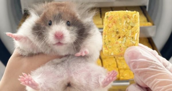 贝瑞宠食仓鼠辅食饼的优点有哪些