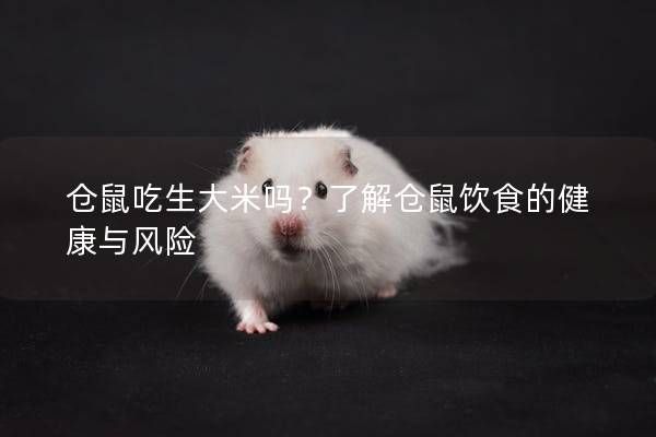 仓鼠吃生大米吗?了解仓鼠饮食的健康与风险