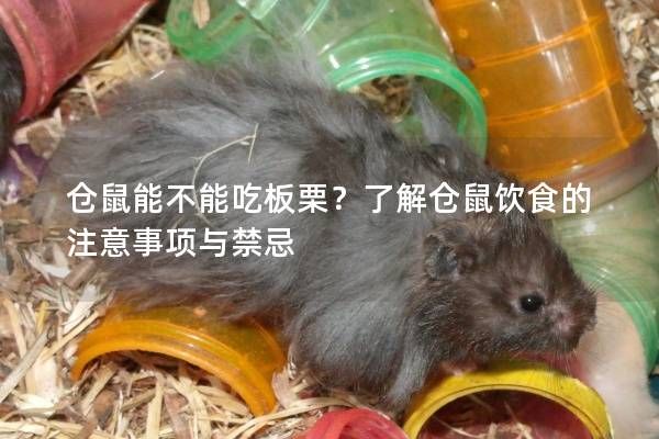 仓鼠能不能吃板栗？了解仓鼠饮食的注意事项与禁忌