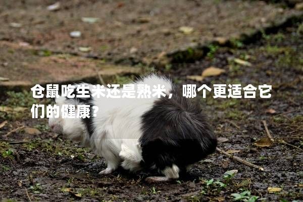 仓鼠吃生米还是熟米，哪个更适合它们的健康？
