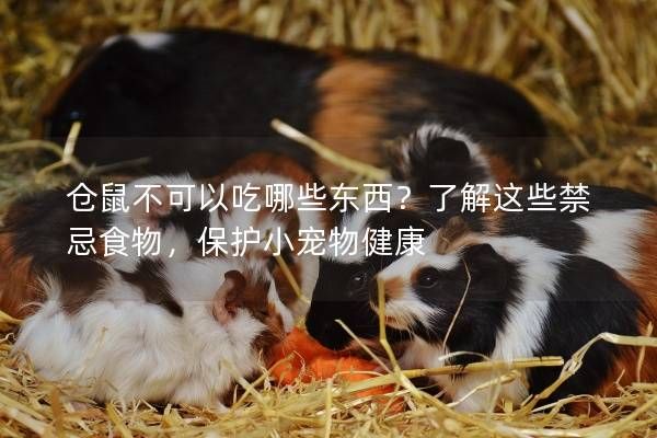 仓鼠不可以吃哪些东西？了解这些禁忌食物，保护小宠物健康
