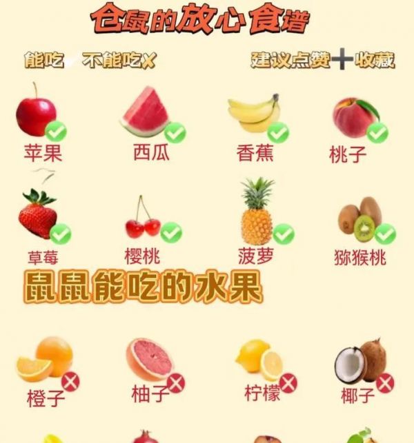 仓鼠饱腹的食谱有哪些？