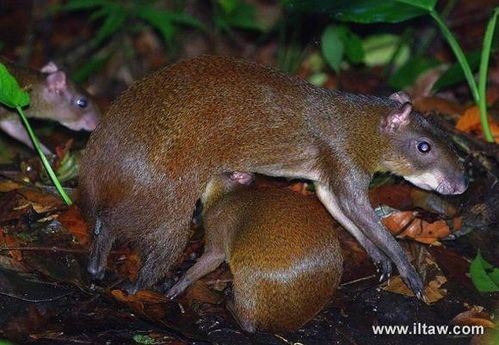 中美毛臀刺鼠养护指南