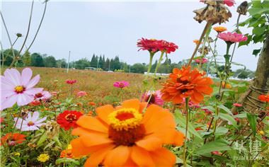 食品经营许可证