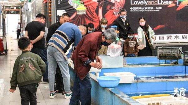 许昌水族批发市场（许昌水族批发市场和祥龙鱼场的分析来啦，我帮你梳理了核心信息和图文资料）