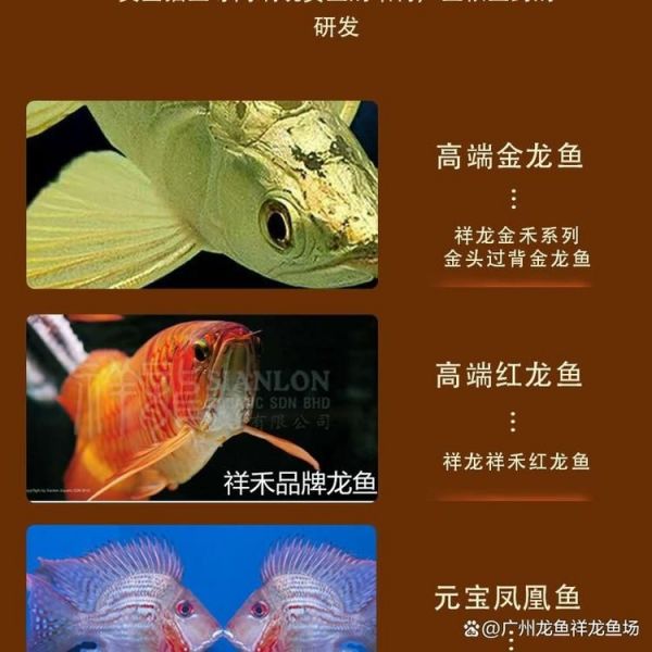 许昌水族批发市场（许昌水族批发市场和祥龙鱼场的分析来啦，我帮你梳理了核心信息和图文资料）