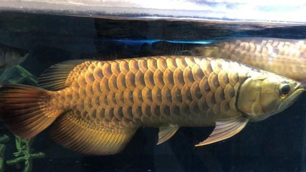 许昌水族批发市场（许昌水族批发市场和祥龙鱼场的分析来啦，我帮你梳理了核心信息和图文资料）