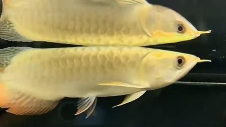 许昌水族批发市场（许昌水族批发市场和祥龙鱼场的分析来啦，我帮你梳理了核心信息和图文资料）