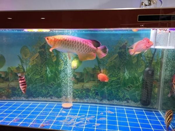 许昌水族批发市场（许昌水族批发市场和祥龙鱼场的分析来啦，我帮你梳理了核心信息和图文资料）