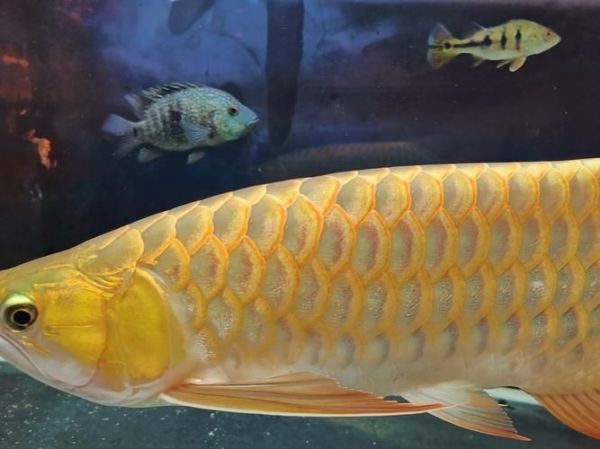 许昌水族批发市场（许昌水族批发市场和祥龙鱼场的分析来啦，我帮你梳理了核心信息和图文资料）