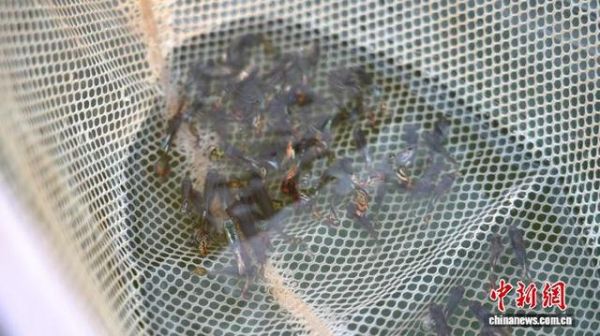 鲁家村养殖的观赏鱼。韩浩天 摄