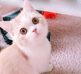 萌宠圈海外领地，猫咪专属小站