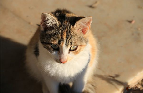 猫咪一边呼噜一边踩奶怎么回事 说明什么