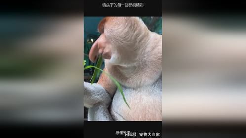 镜头下的每一刻都很精彩