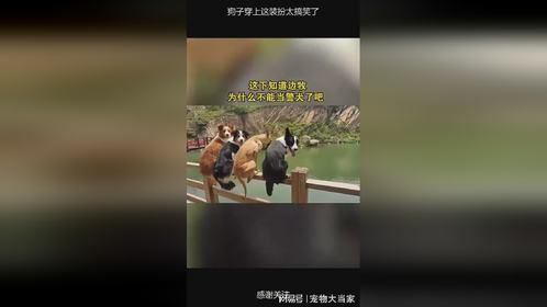 狗子穿上这装扮太搞笑了