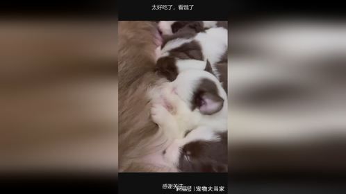 太好吃了，看饿了