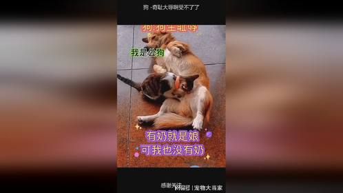 狗 -奇耻大辱啊受不了了 (2)