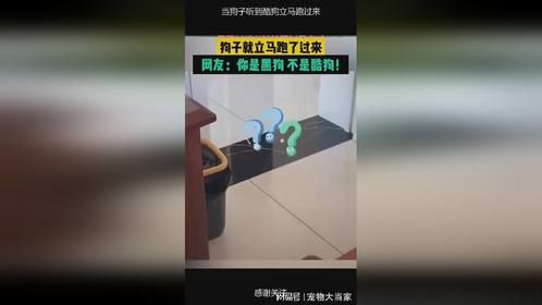 当狗子听到酷狗立马跑过来 (1)