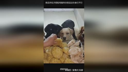 南瓜肉包子搭配鸡胸肉你就说这伙食行不行 (1)