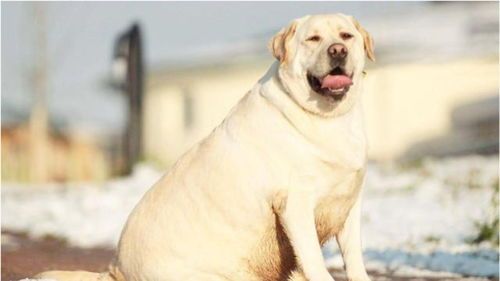 宠物狗体形小怎么办啊