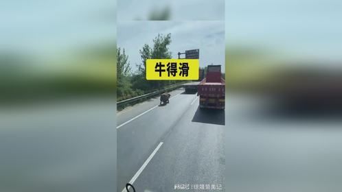 哪有良心啊，平板车你拉牛，牛差点被拖死，禽兽啊