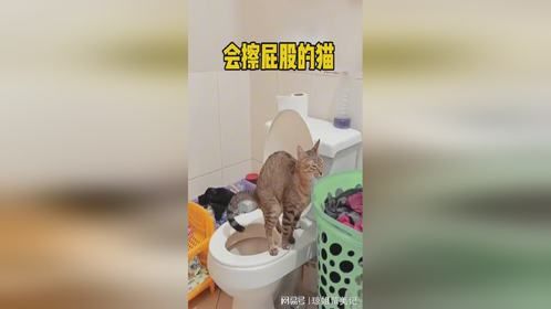 你可能见过自己上马桶的猫，但是你一定没见过会自己擦屁股的猫