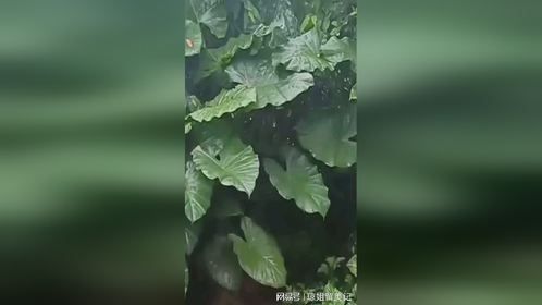 两广的老表们包窑鸡的时候要注意分辨啊