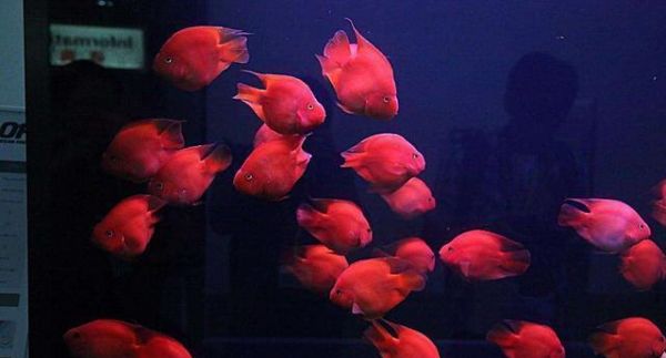 这三种观赏鱼喜庆又容易饲养,可以红红火火过大年!