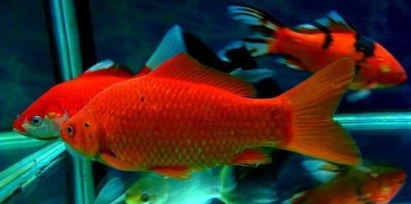 这三种观赏鱼喜庆又容易饲养,可以红红火火过大年!