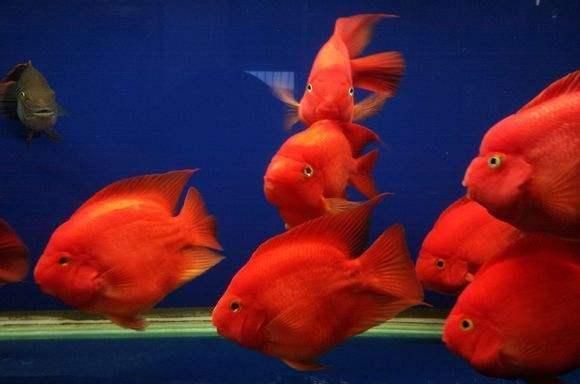 这三种观赏鱼喜庆又容易饲养,可以红红火火过大年!