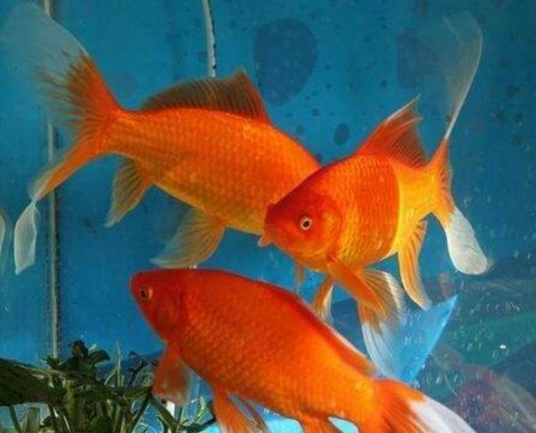这三种观赏鱼喜庆又容易饲养,可以红红火火过大年!