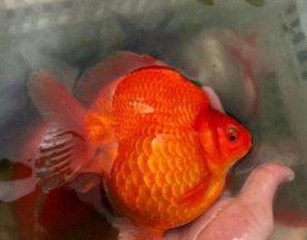 这三种观赏鱼喜庆又容易饲养,可以红红火火过大年!