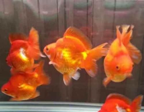 这三种观赏鱼喜庆又容易饲养,可以红红火火过大年!