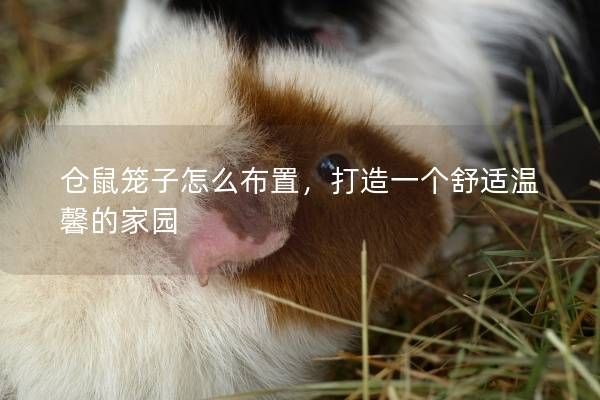 仓鼠笼子怎么布置，打造一个舒适温馨的家园