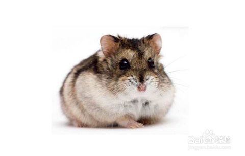 如何安全地与仓鼠玩耍？