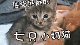 宠物猫死了怎么急救
