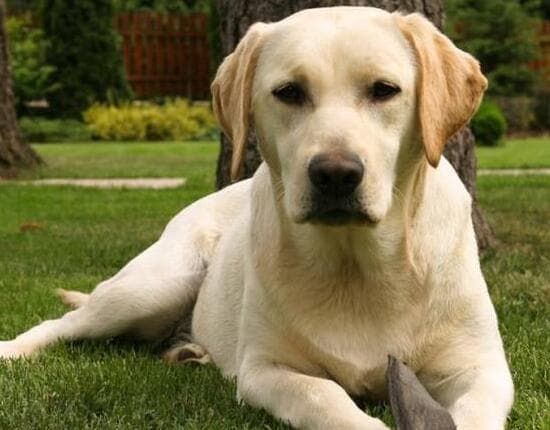 深圳宠物上海国际托运公司_京沪高铁宠物托运试点_航空宠物客舱服务