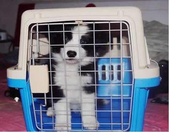 高铁宠物托运试点范围扩大_上海国际国韵宠物托运_宠物航空托运服务升级