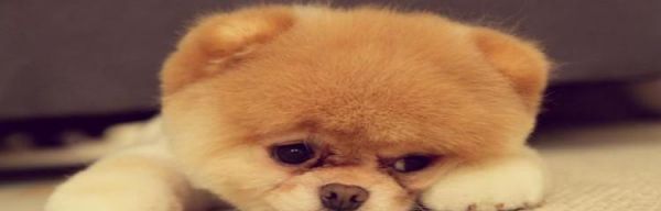 如何带宠物猫咪搭乘客车（详解宠物猫咪乘坐客车的注意事项及准备工作）