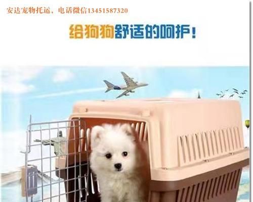 如何带宠物猫咪搭乘客车（详解宠物猫咪乘坐客车的注意事项及准备工作）