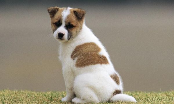 成都宠物狗常见疾病预防手册