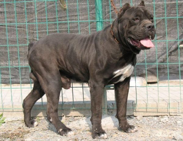 桂林宠物狗常见疾病预防手册