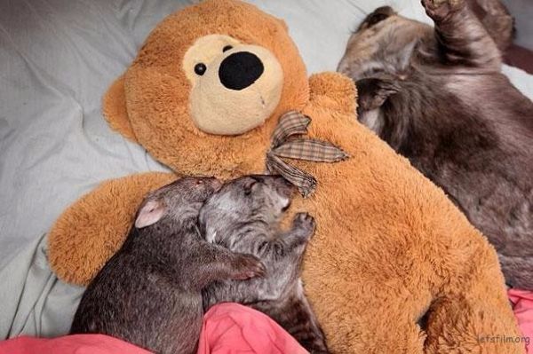 激萌治愈系宠物摄影！ 小动物抱玩偶的超可爱睡姿