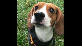 “训练有素的比格犬,奖励小零食!”