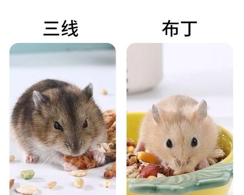 在哪里可以购买到健康的仓鼠幼崽？